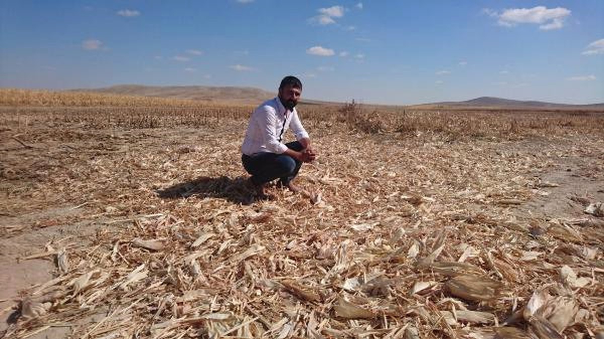 3 Tarlasında Ekili Yaklaşık 120 Ton Mısır Çalındı