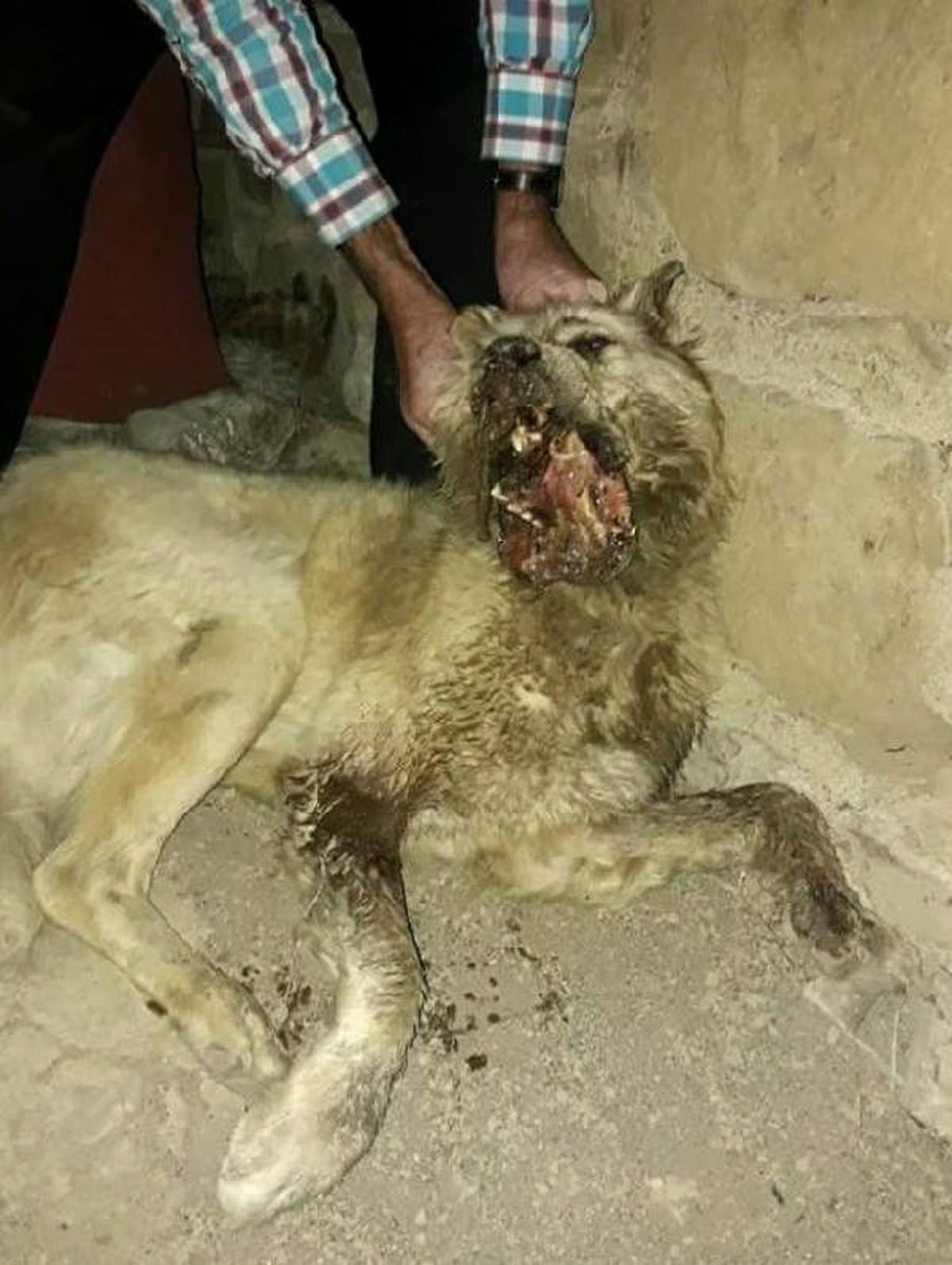 Amasya\'da Köpeğin Çenesini Keserle Parçaladılar