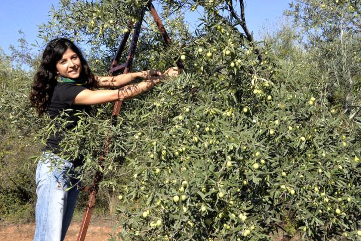 Antalya\'da Zeytin Hasadı Başladı