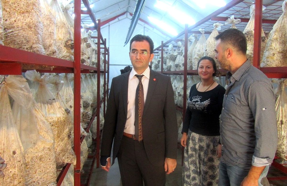 Edremit\'te İstiridye Mantarı Genç Girişimcilerin Geçim Kaynağı Oldu
