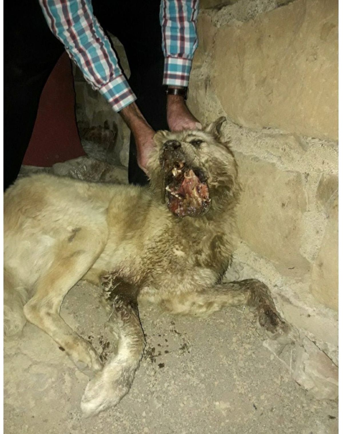 Köpeğin Çenesi Paramparça Oldu