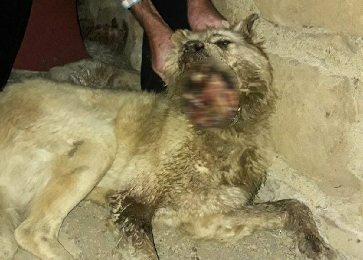 Köpeğin Çenesini Kırdılar