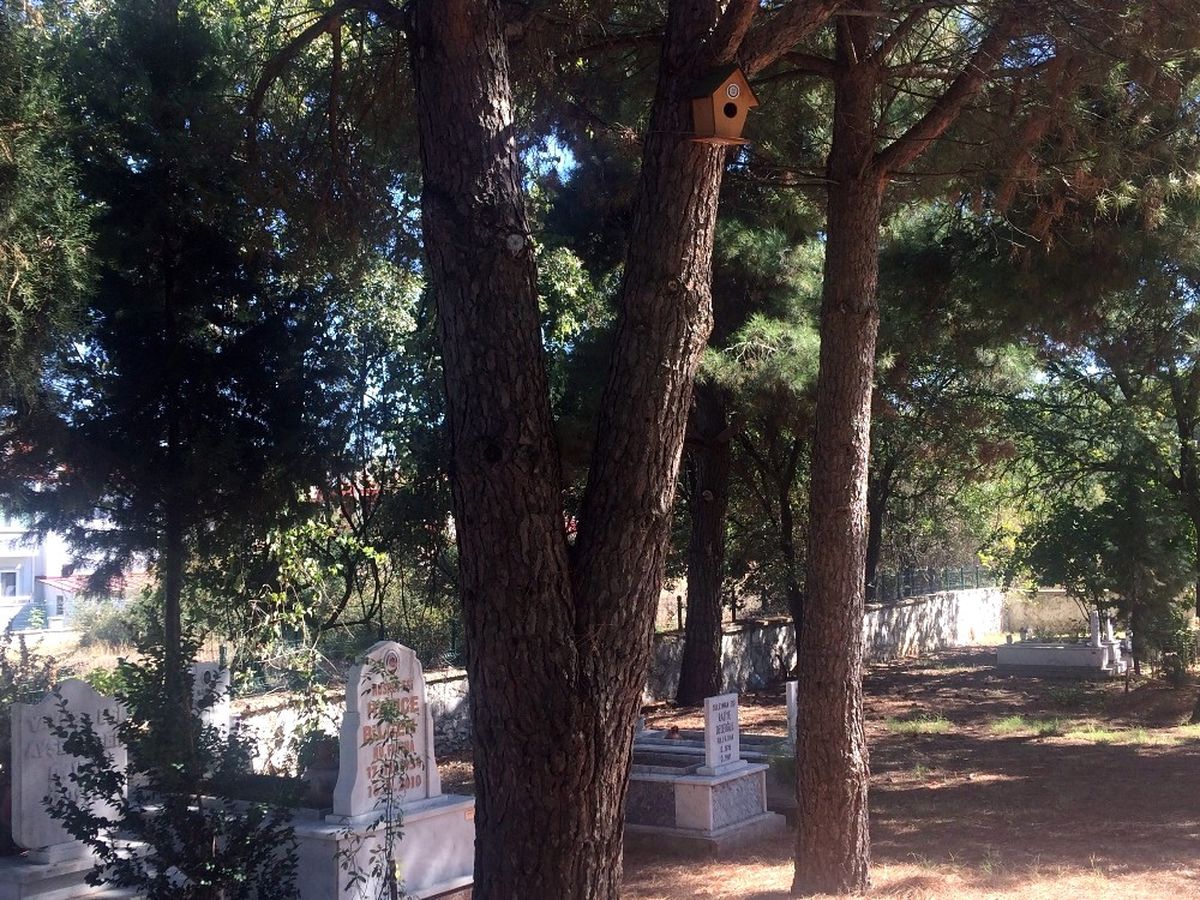 Mezarlıklarda Kuşlara Yuva