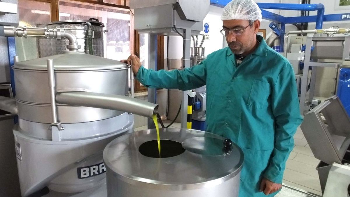Zeytin Atıkları Çöpe Gitmiyor, Gübre ve Hayvan Yemi Oluyor