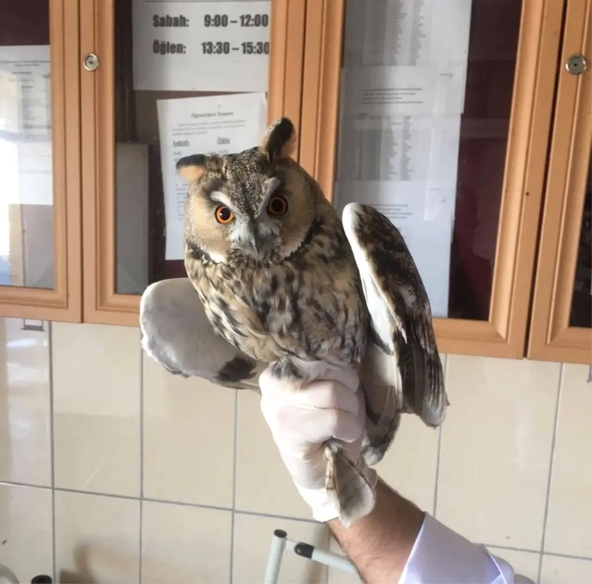 Tedavisi Tamamlanan Baykuş, Doğaya Bırakıldı