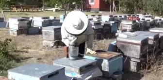 Yozgat Ev Hanımı Sorgunlu Hanımağa, Yılda 1,5 Ton Organik Bal Üretiyor