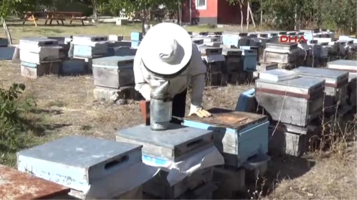 Yozgat Ev Hanımı Sorgunlu Hanımağa, Yılda 1,5 Ton Organik Bal Üretiyor