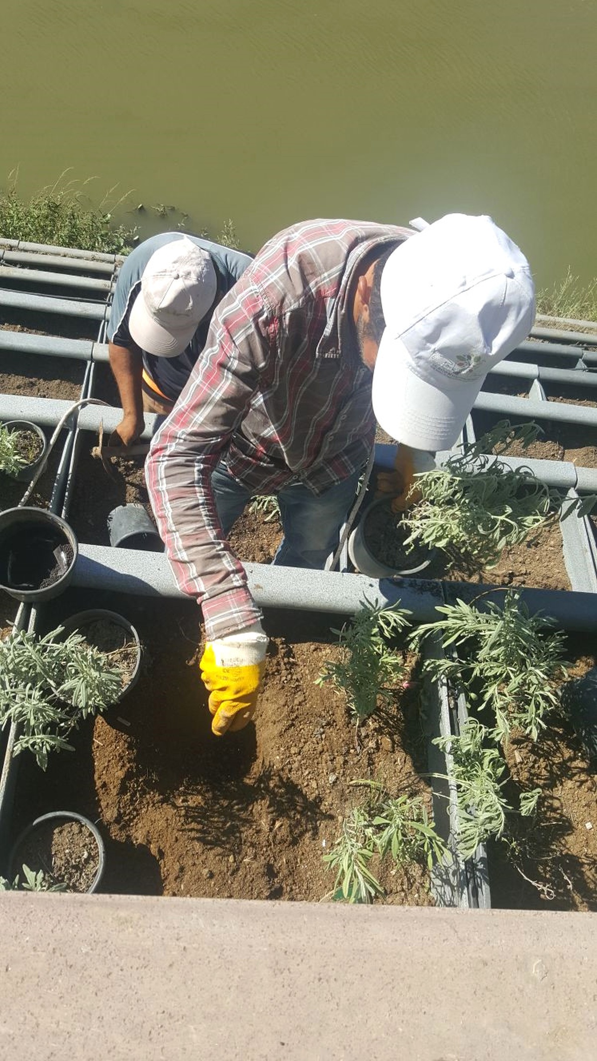 Asi Nehrinde Peyzaj Çalışmaları Yapıldı