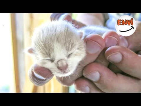 Birbirinden Tatli Minicik Yavru Kedi Videolari Komik Kediler 2017 Son Dakika