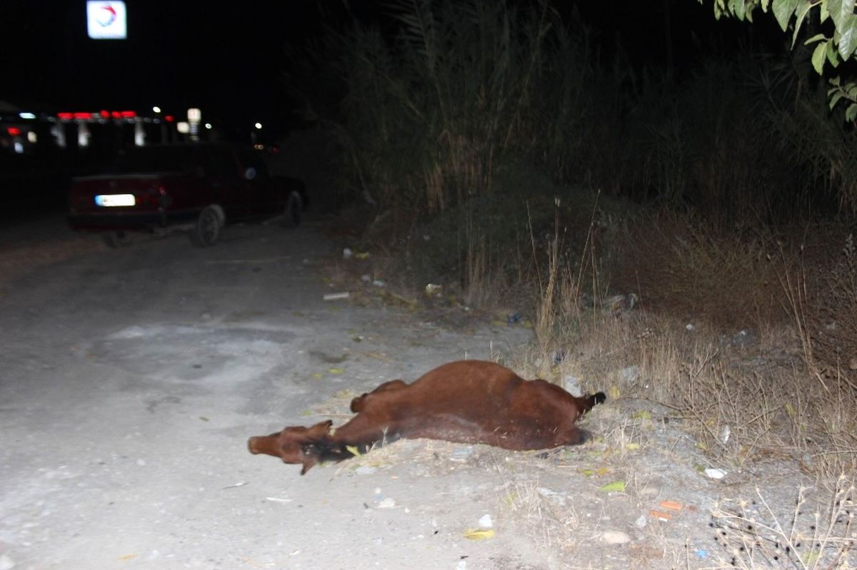 Gece Yarısı Evden Kaçan At Otomobile Girdi 2 Yaralı
