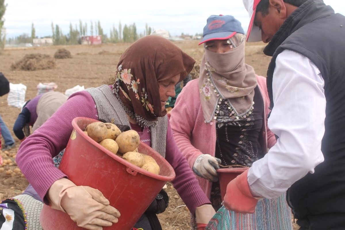 Kadın Elinde Yerli Patates\' Projesinde Hasat Yapıldı