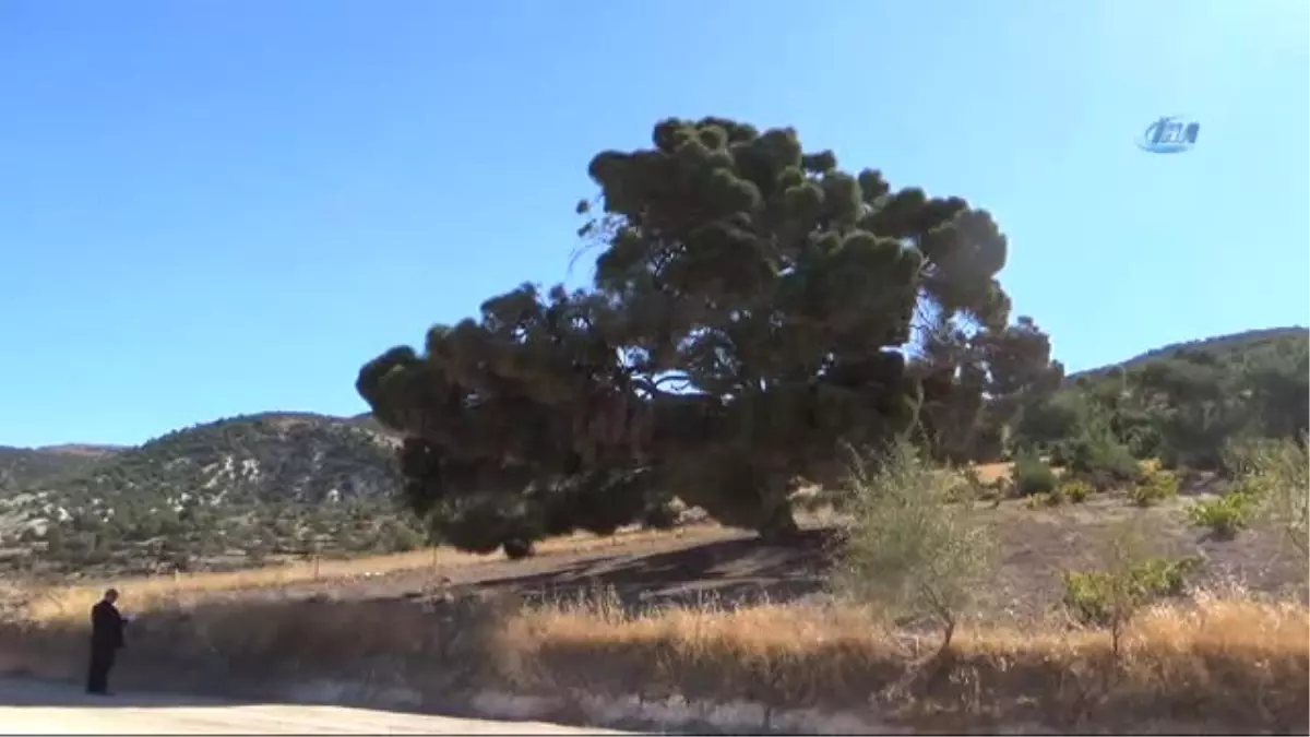 Kilis\'teki 260 Yaşındaki Ağaç Görenleri Şaşırtıyor