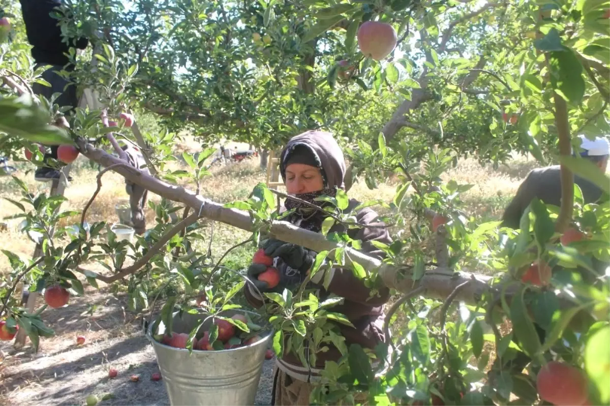 Niğde Elma Üretiminde İddialı