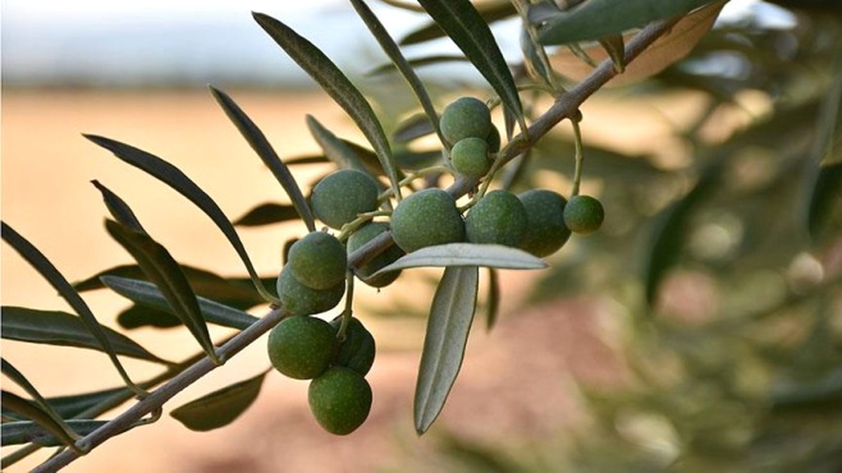 Zeytin Alım Fiyatı Önceki Yılın Üzerinde Olacak