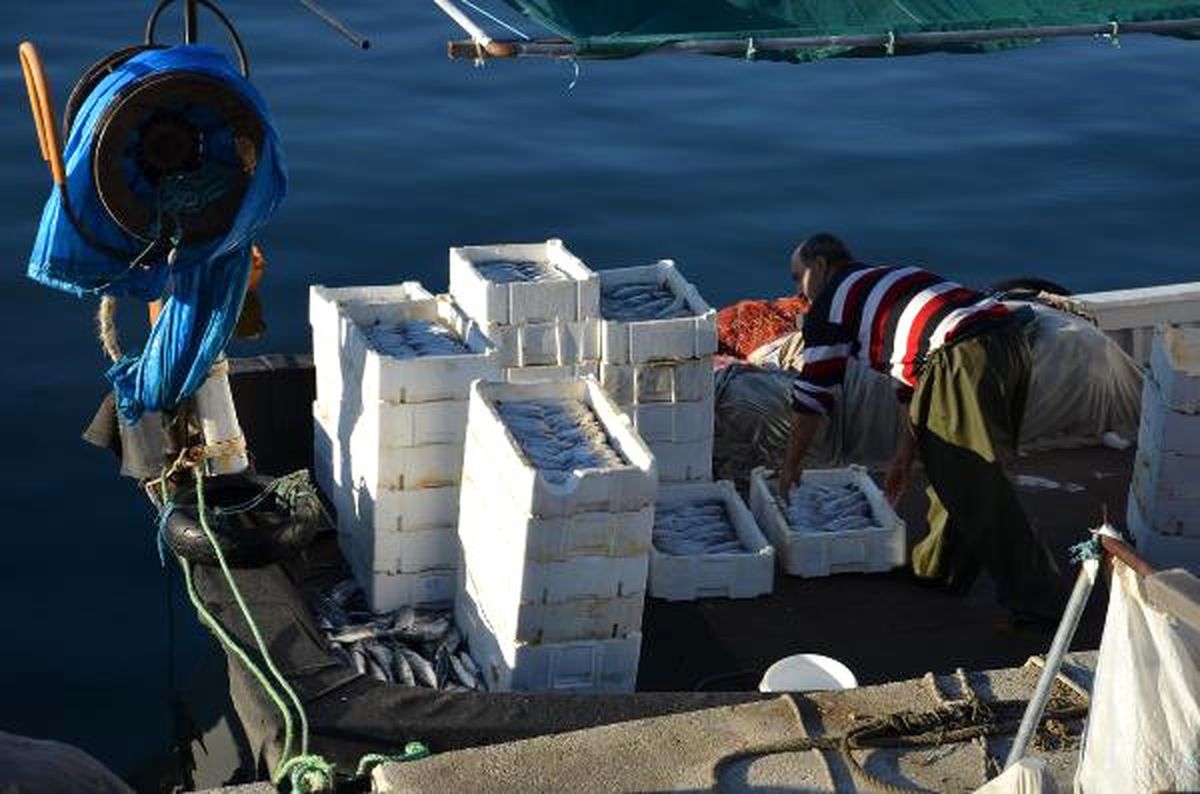 Balıkçı Kardeşler, Bir Gecede 2 Bin 400 Palamut Yakaladı