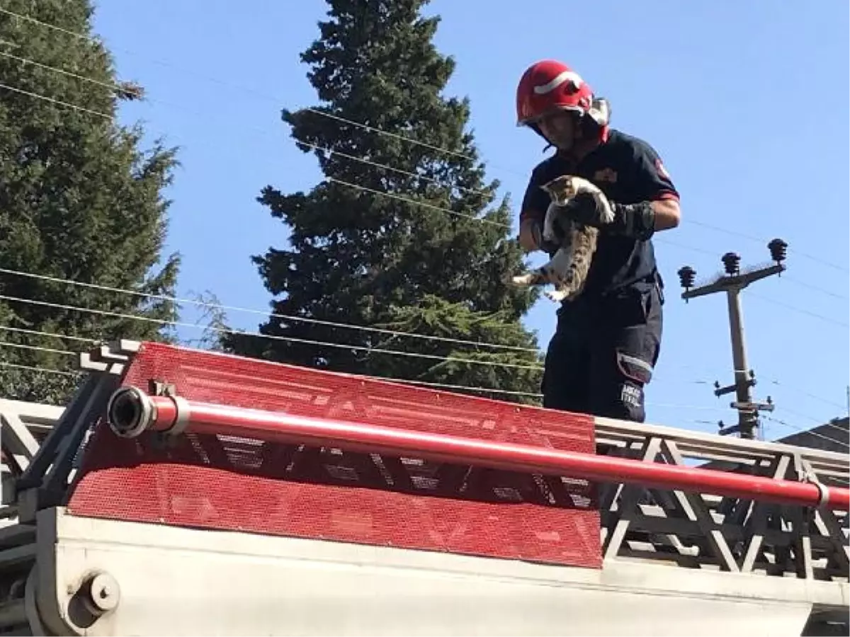 Çatıda Mahsur Kalan Kediyi İtfaiye Kurtardı