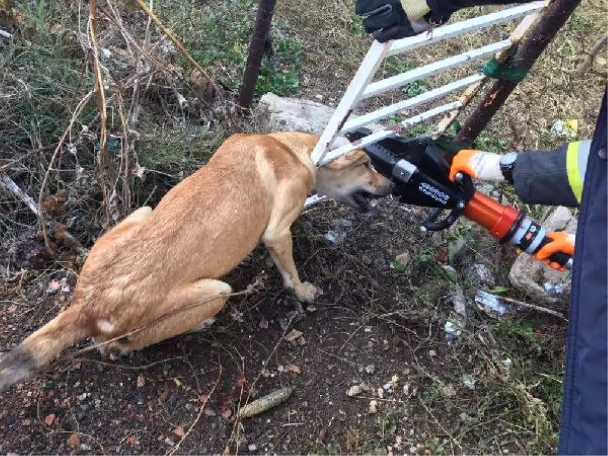 Kafası Bahçe Kapısına Sıkışan Köpeği İtfaiye Kurtardı