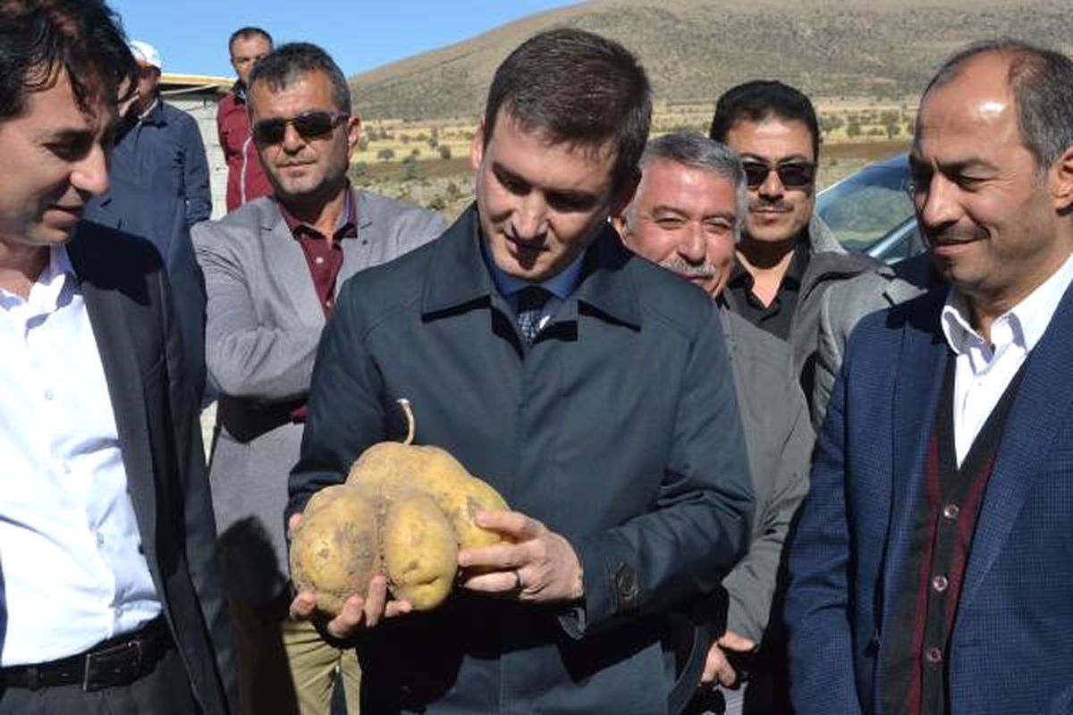 Nevşehir\'de \'Milli Patates\' ile Tarla Günü