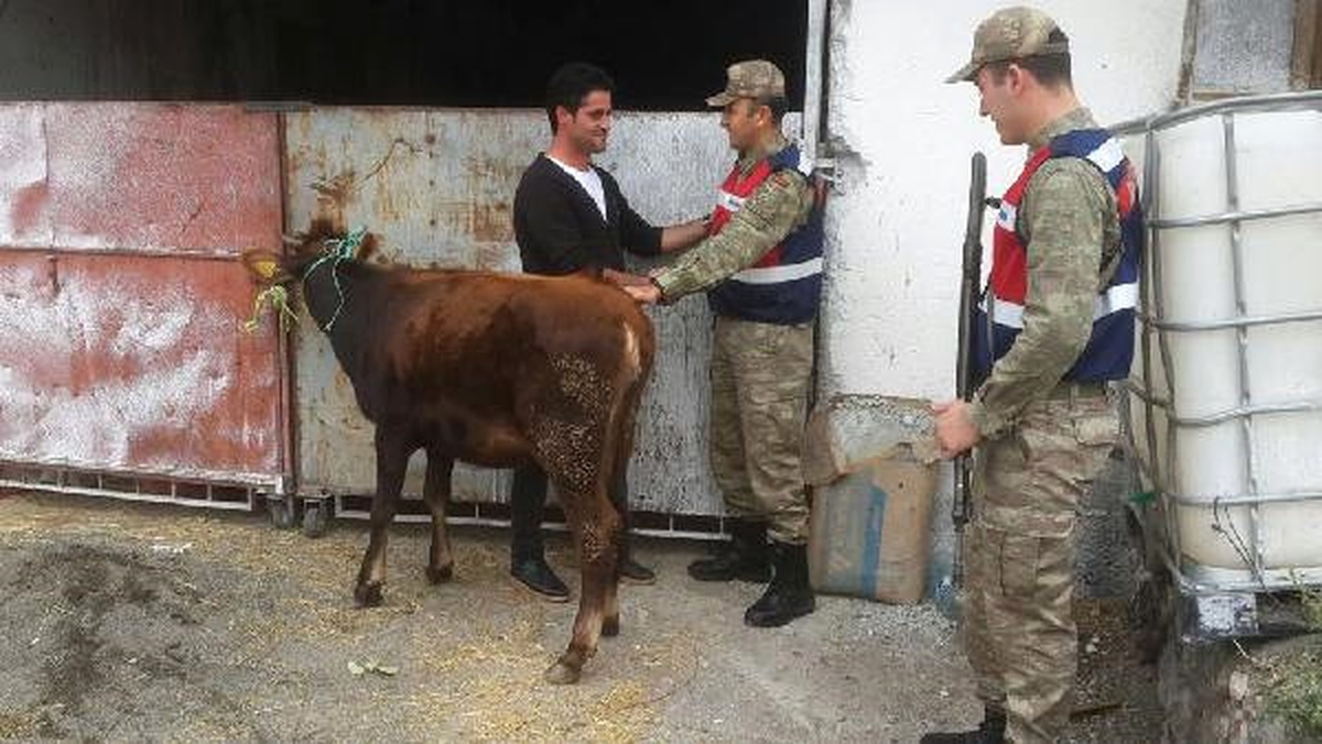 Tokat\'ta Hayvan Hırsızlığına 5 Tutuklama