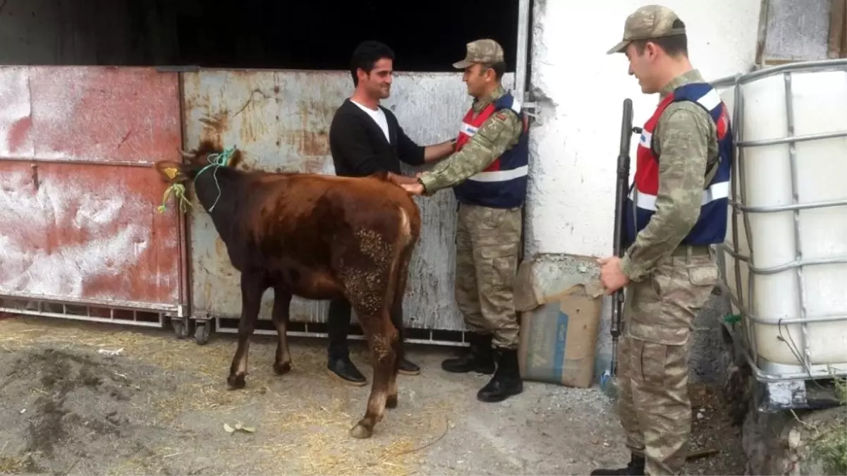 Tokat\'ta Hayvan Hırsızlığından 5 Kişi Tutuklandı