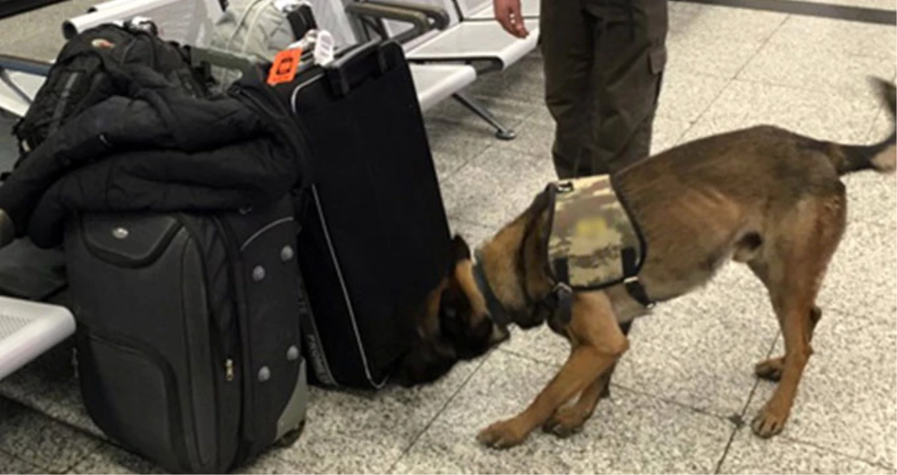 Avusturya Polisi, Havalimanındaki Türk Yolcuları Köpeklerle Aradı!