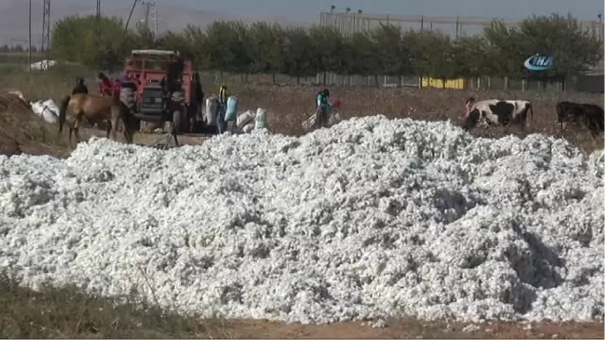 Pamuklar İçinde Öldüler... Pamuk Yığınları İçerisinde Uyuyan 3 Çocuk Hayatını Kaybetti