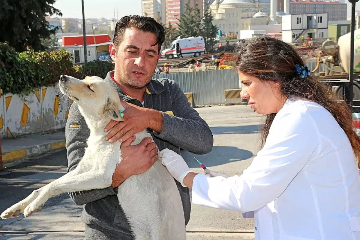 Ataşehir\'de Hayvanlar Tek Tek Aşılanıyor