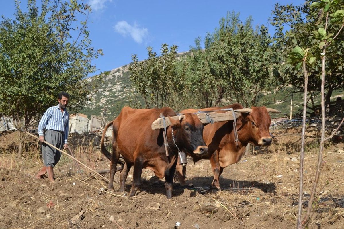 Hatay\'ın Son Karasabanlı Çiftçisi