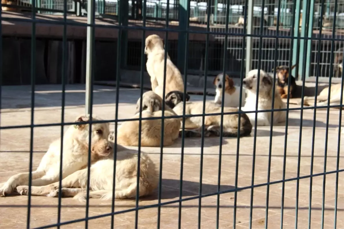 Hayvan Barınağında 408 Sahipsiz Köpek Tedavi Edildi