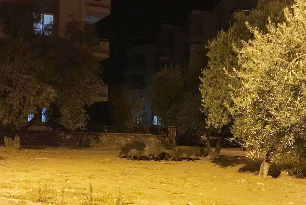 Milas\'ta Domuz Sürüsü Şehre İndi