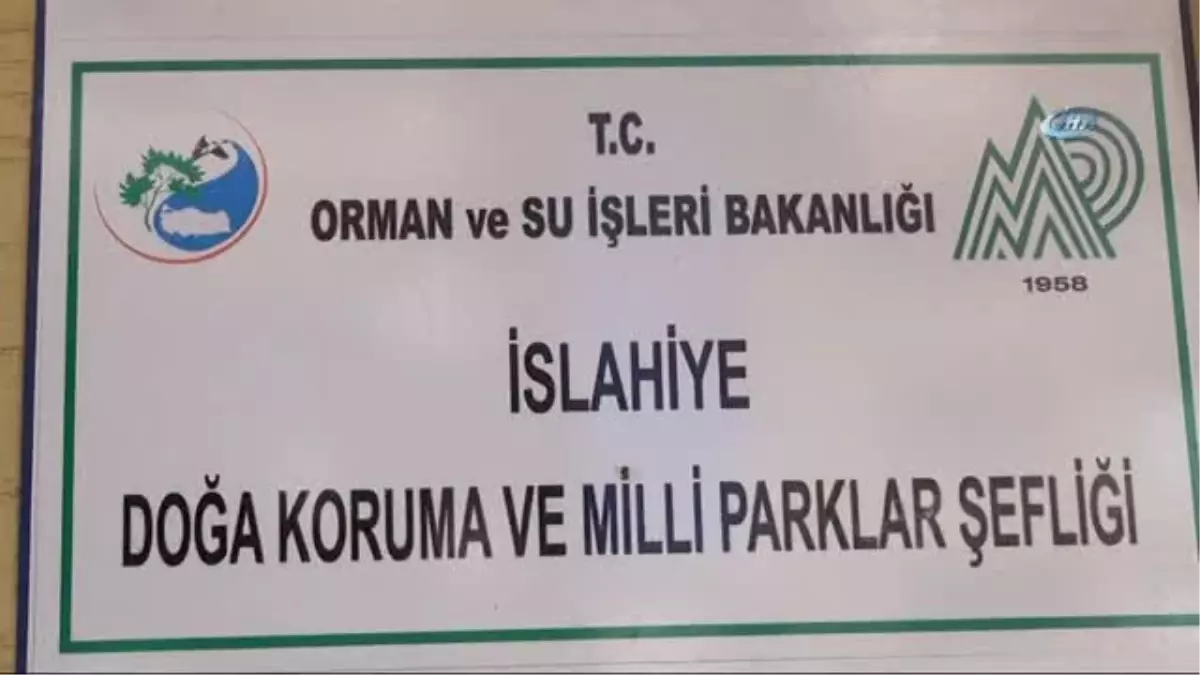 İslahiye de Yaralı Yavru Bir Atmaca Bulundu