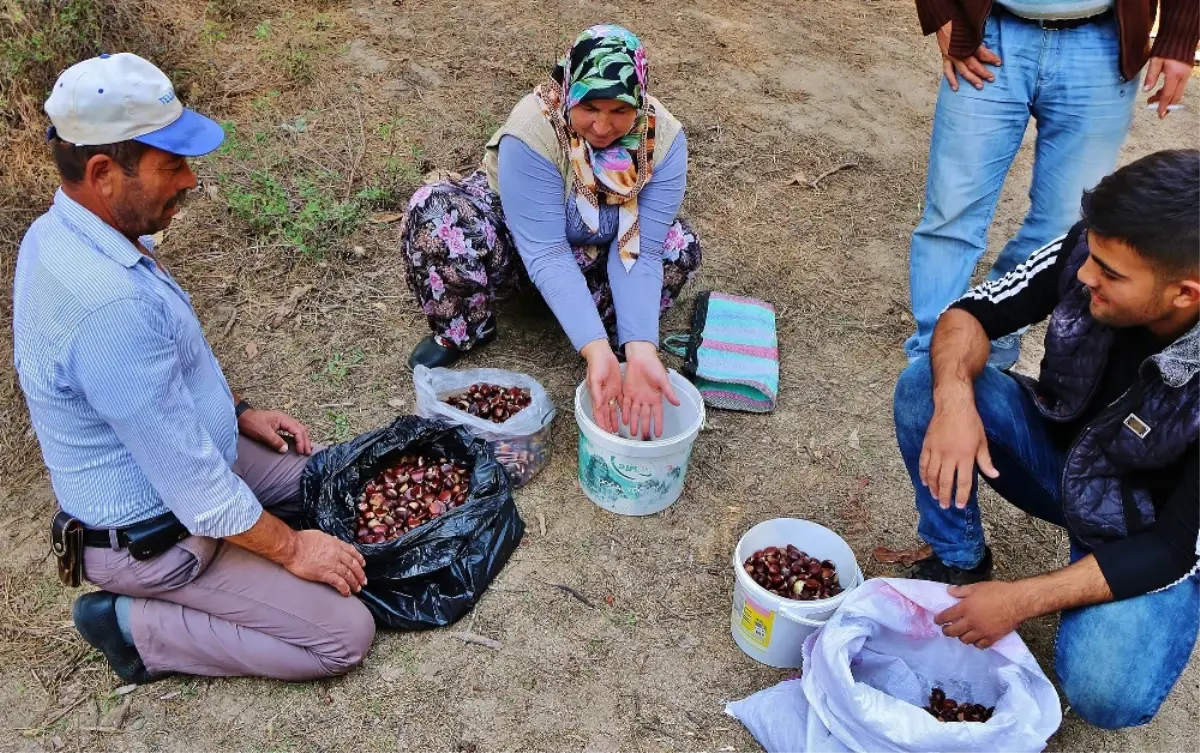 Kestaneyi Kazdağları\'ndan Topluyorlar