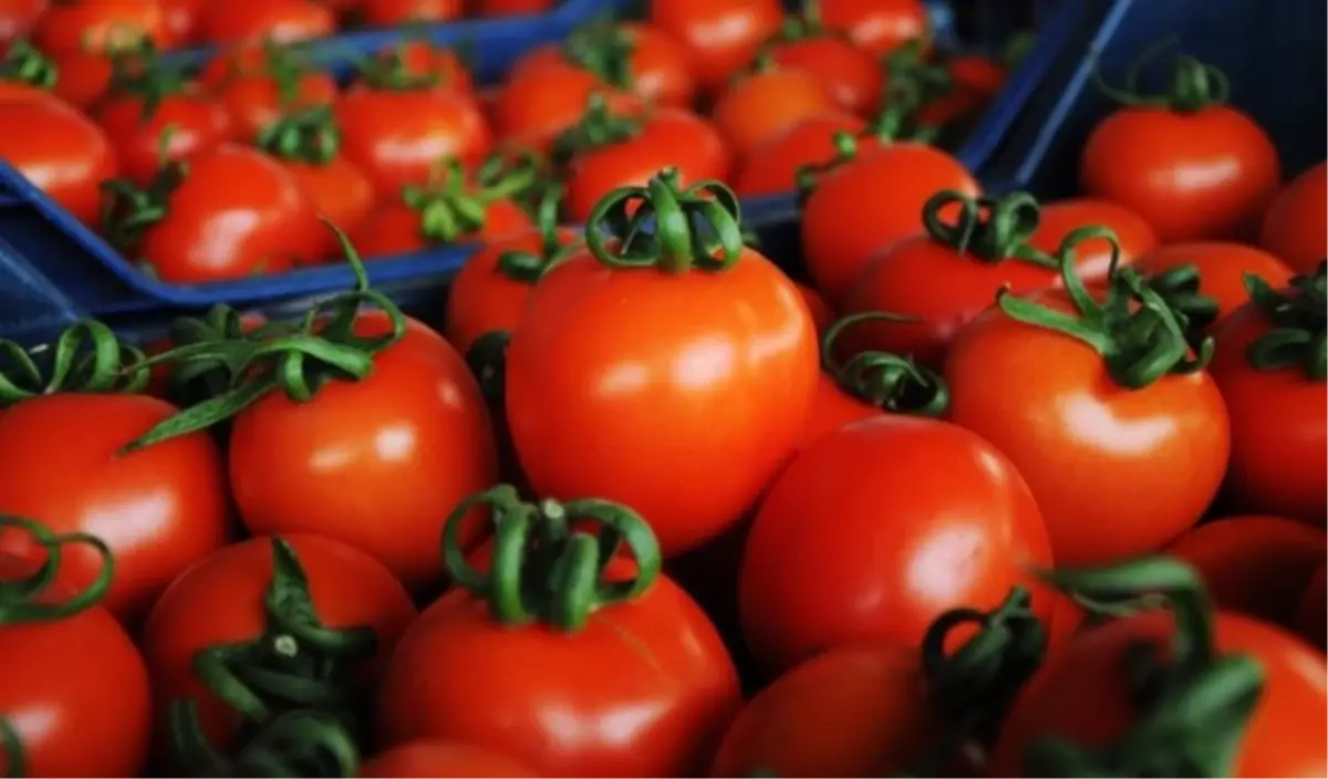 Rusya Domates Yasağının Bitiş Tarihini 1 Ay Öne Çekti