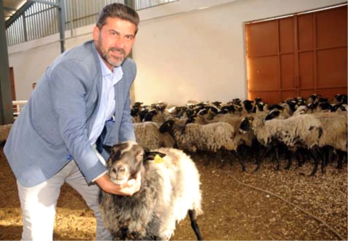Ukrayna\'dan Getirdiği Koyunlarla Ticarete Atıldı, Yıllık Cirosu 1,5 Milyon TL\'ye Ulaştı
