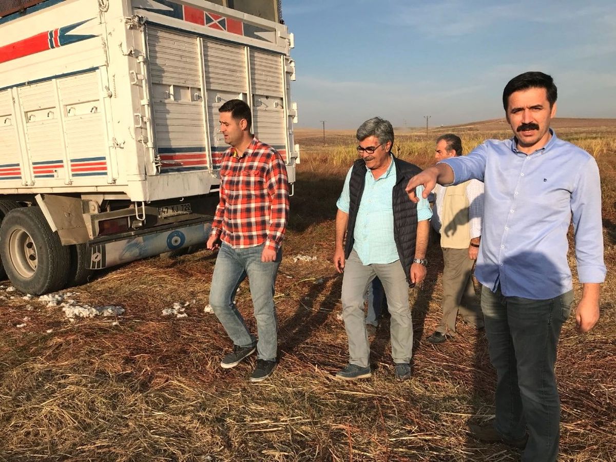 Başkan Gülenç, Pamuk Hasadını İnceledi