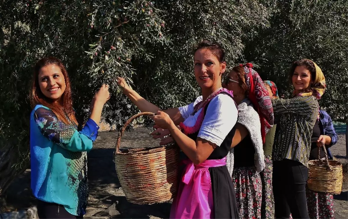 Gömeç\'te \'3. Geleneksel Gömeç Zeytin Hasat Şenliği\' Coşkusu