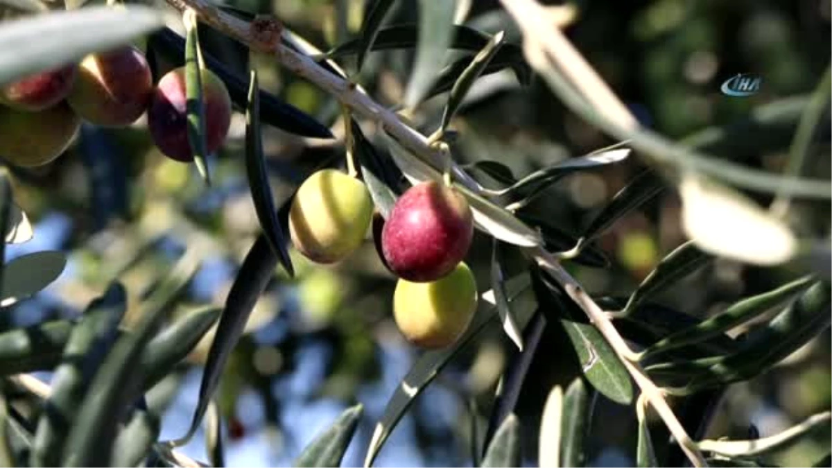 Gömeç\'te \'3. Geleneksel Gömeç Zeytin Hasat Şenliği\' Coşkusu