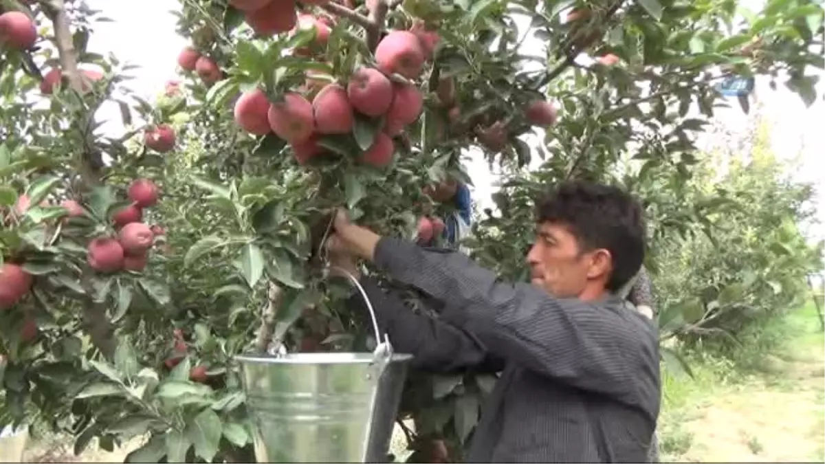 Karaman\'da Elmalar Soğuk Hava Depolarına Girmeye Başladı