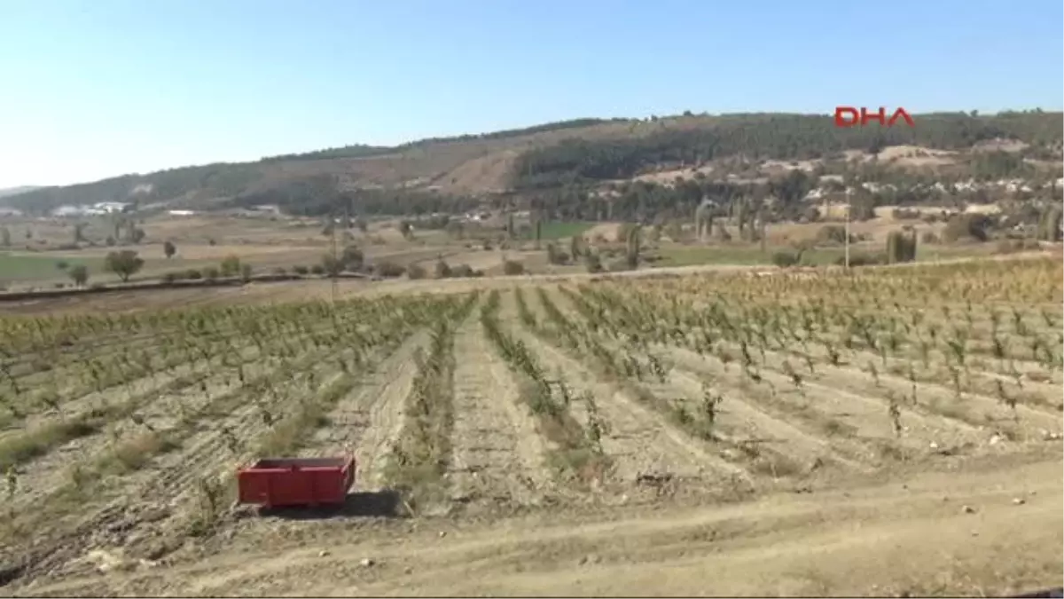 Manisa İstanbul\'dan Kaçıp İpek Böceği Üretimine Başladı