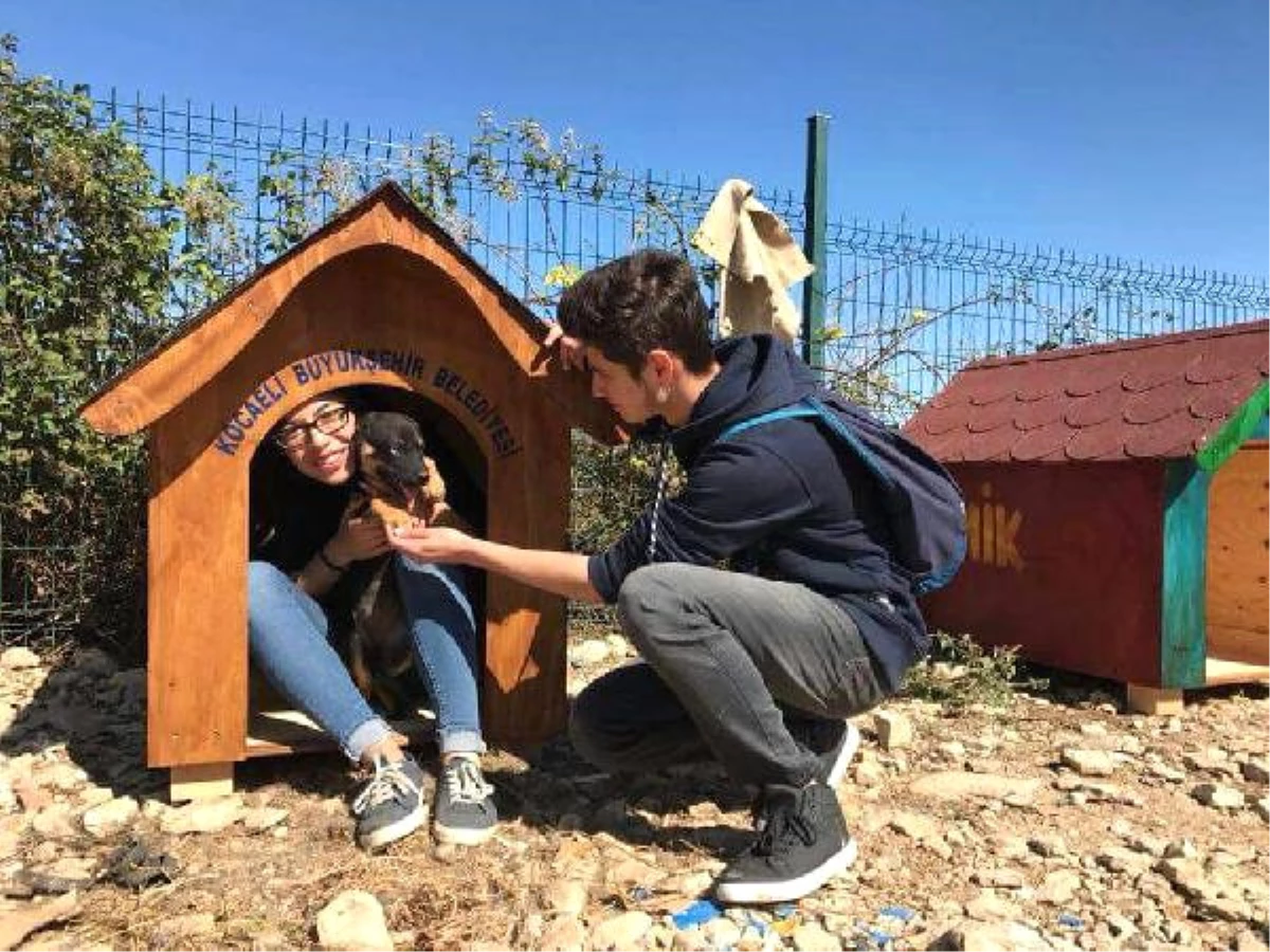 Üniversitenin Mavi Tasmalı Köpekleri