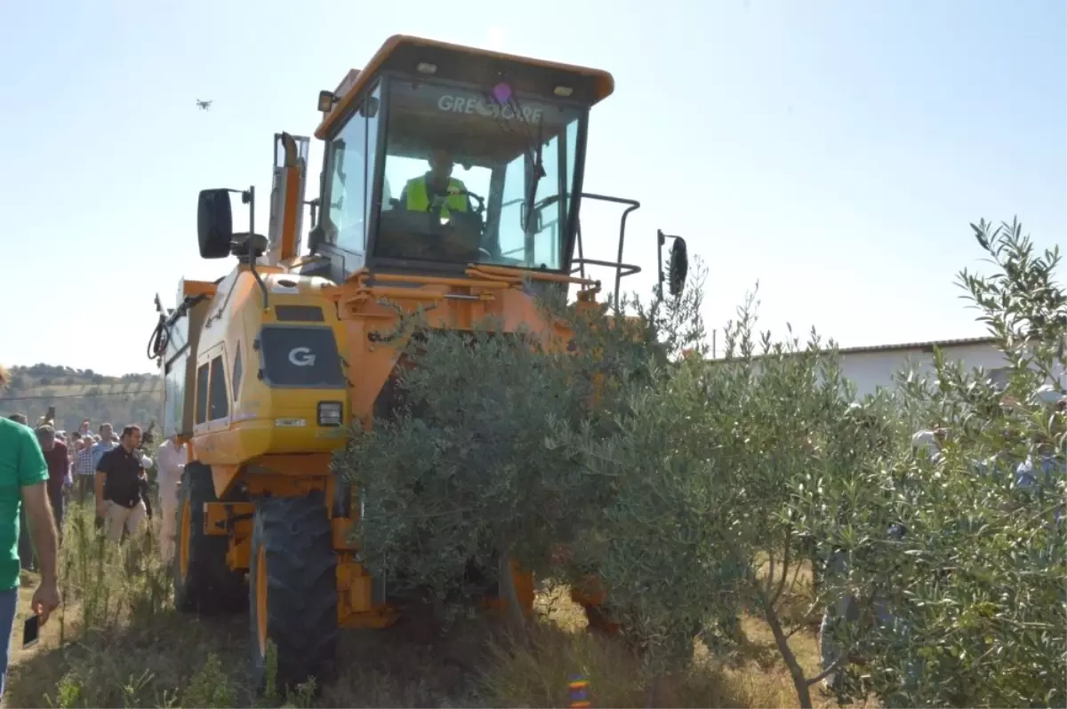 Zeytinde Makineli Hasat Dönemi Başladı