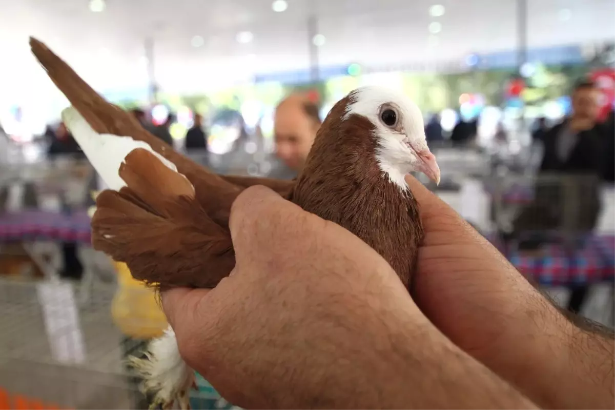 Güvercinler Görücüye Çıktı