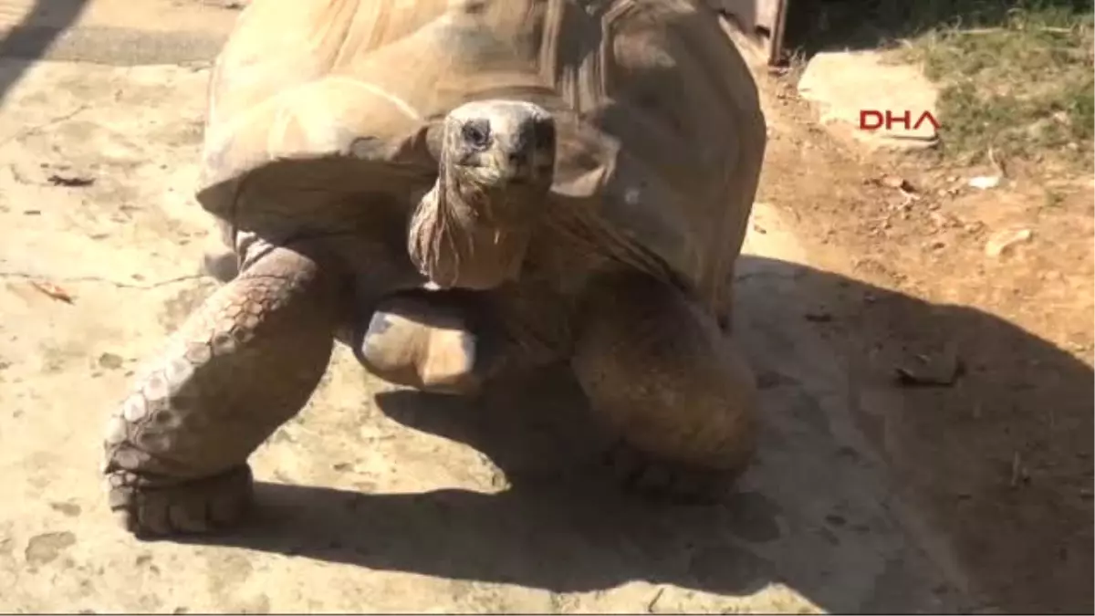 Kaplumbağa Tuki Derbinin Sonucunu Bildi