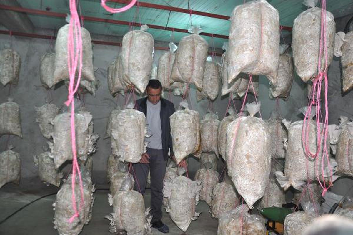 Köyüne Dönüp Mantar Üretmeye Başladı