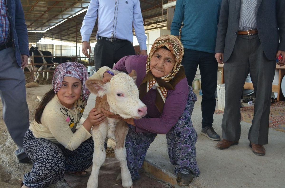 Kula\'da İthal Gebe Düveler Üreticilere Teslim Edildi