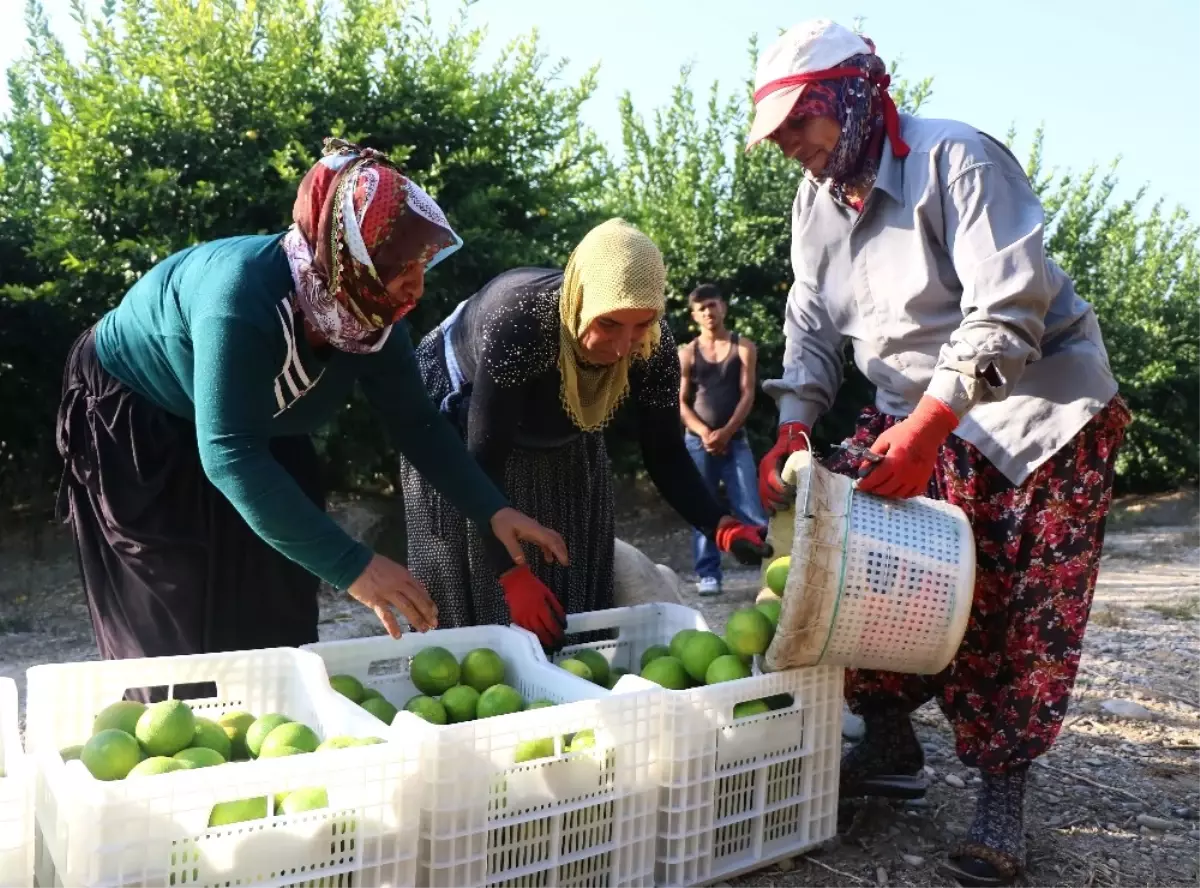 Adana\'da Portakal Hasadı Başladı