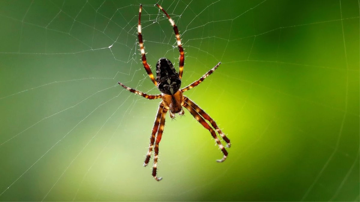 Alman Bilim İnsanları Açıkladı: \'Yılan ve Örümcek Korkusu Evrim Kökenli\'