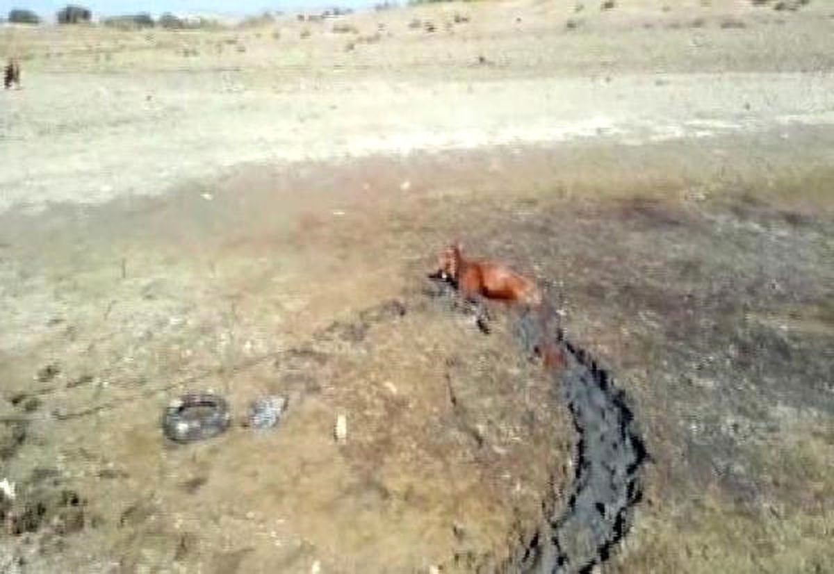 Bataklığa Saplanan İneği İtfaiye Kurtardı