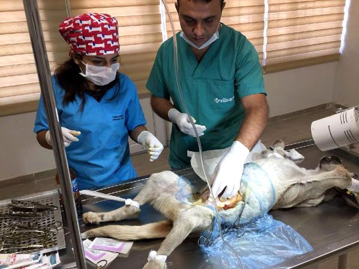 Beslenemeyen Köpeğe Cerrahi Müdahale