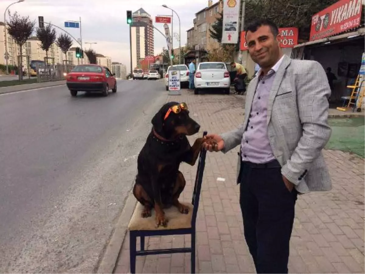 Bu Köpek Gerçekten Çok Farklı